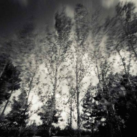 Pinhole Impressions 1, Poplar at RHS Wisley