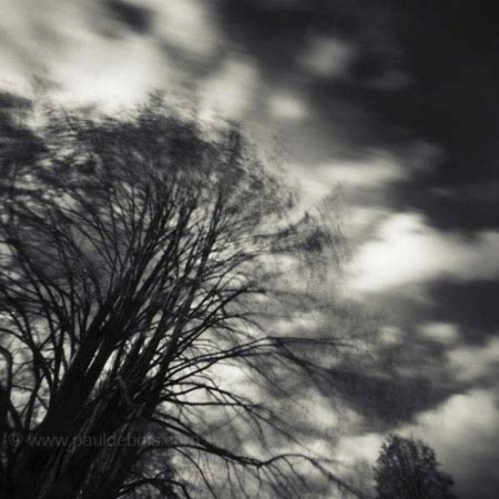 Pinhole Impressions, Tilia Tomentosa at RHS Wisley