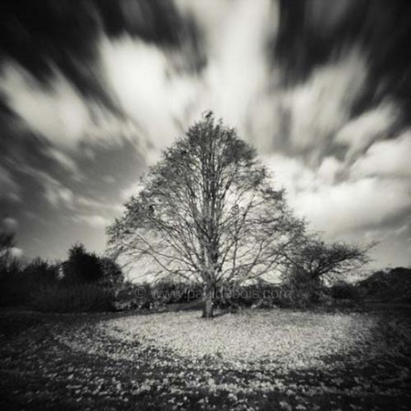 Pinhole Impressions 3 Lime tree or Tilia Tomentosa at RHS Wisley