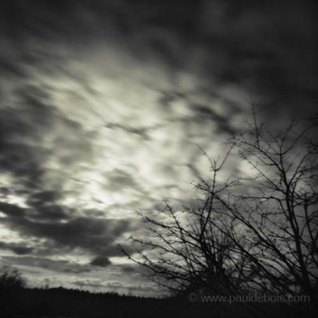 Pinhole Impressions 4, Acer Henryi at RHS Wisley