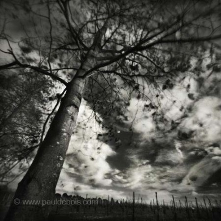 Pinhole Impressions 5, Poplar at RHS Wisley