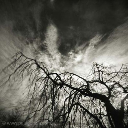 Pinhole Impressions 6 - Fagus Sylvatica Pendula or Weeping Beech at RHS Wisley