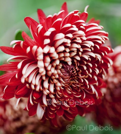 red Chrysanthemum