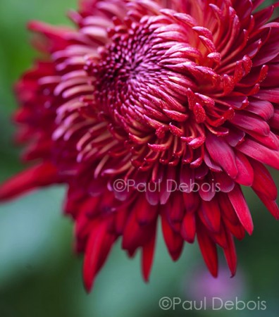 red Chrysanthemum