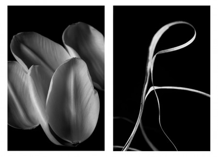 Tulip petals and Miscanthus sinensis. New work at the Palace Art Fair