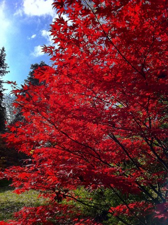 Acer at Batsford Arboretum