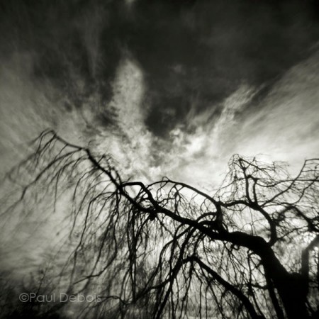 Pinhole Impressions 6 - Fagus Sylvatica Pendula