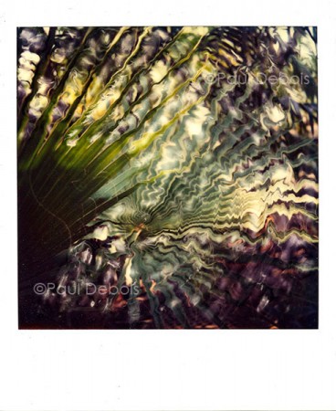 Polaroid SX-70 - Palm leaf at Kew from 1982. My first print sale. The original was copied onto colour negative film and then printed on agfa paper, producing an image approximately 15 inches square.