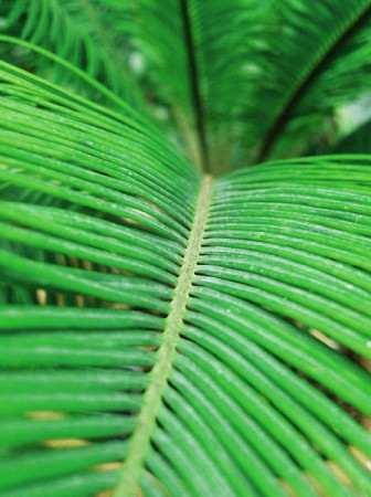 Fern in Temperate greenhouse, Kew Gardens