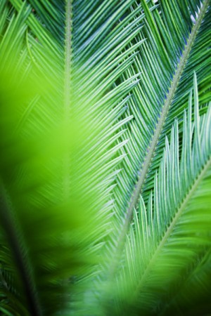 Fern in Temperate Greenhouse, Kew gardens