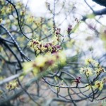 Hamamelis intermedia