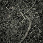 twigs and branches, Kew Gardens