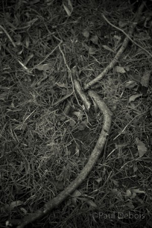 twigs and branches, Kew Gardens