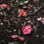 Camelia japonica 'cardinal' petals on ground at Kew