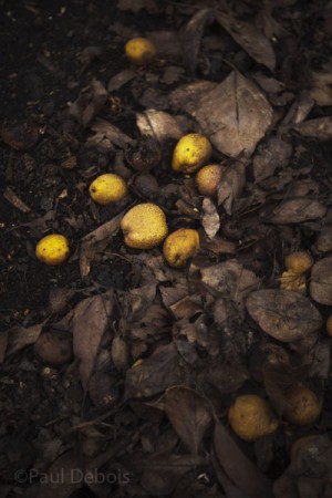 Pyrus 'pashia' - windfall fruit