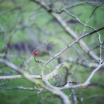 Crataegus mohrii