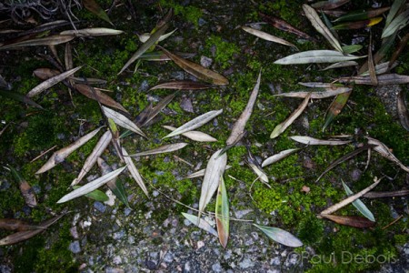 olive tree leaves on ground