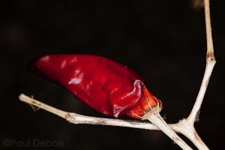 unharvested red chilli pepper