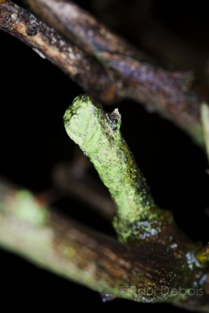 cut branch on dead orange tree