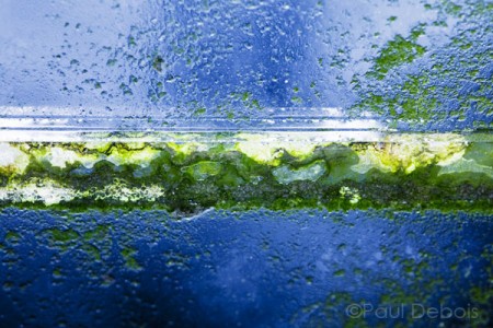 moss trapped between layers in greenhouse glass