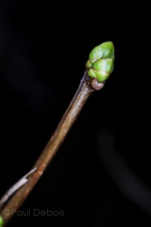 lilac bud