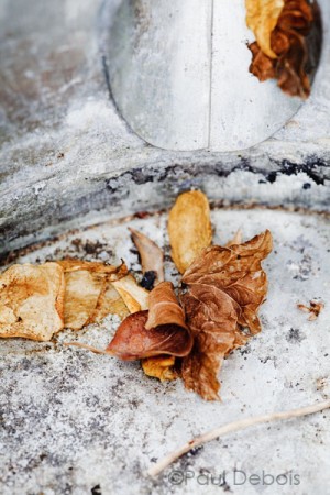 inside a small watering can