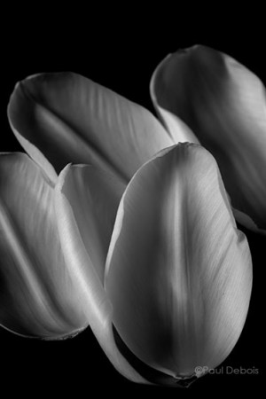 Tulip petals