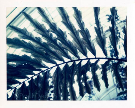 Palm House Kew Gardens - 669 Polaroid print