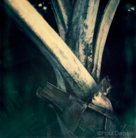 'Palm House 6' Kew Gardens - SX-70 print