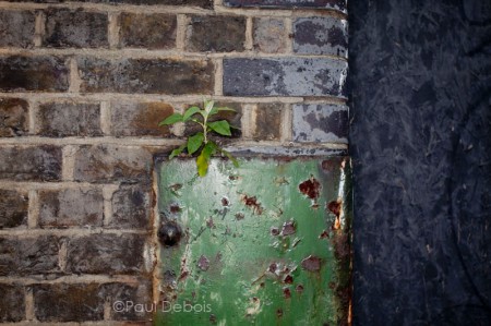 buddleia near Borough Market