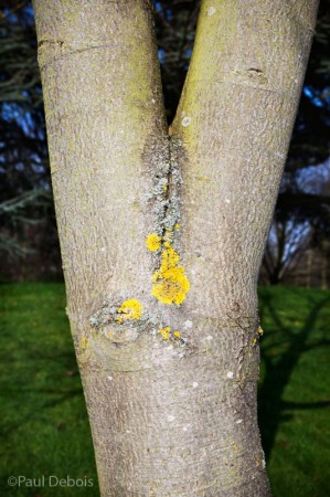 Acer pictum covered in yellow moss, Kew Gardens