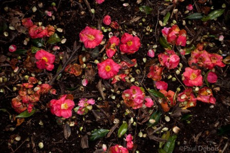 Kew Gardens - Camelia japonica 'cardinal'