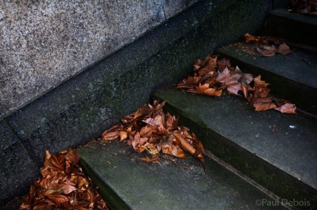 Plane tree leaves on embankment near Victoria Tower Gardens