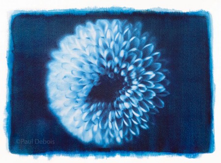 chrysanthemum - gum bichromate print