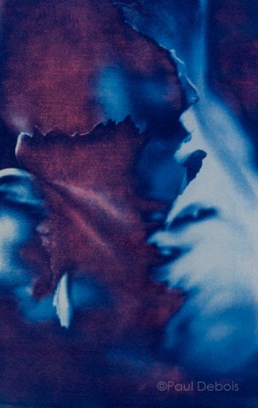 Parrot tulip - gum bichromate print, 1998