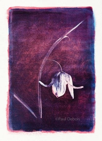 fritillaria meleagris - gum bichromate print