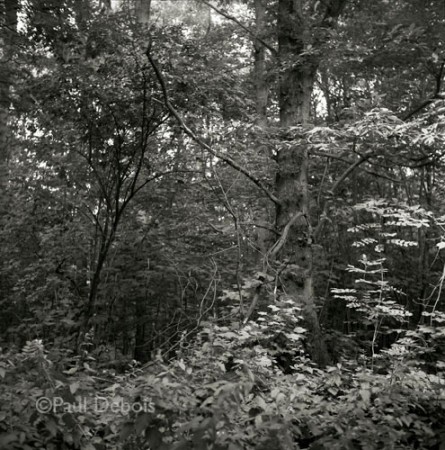 Delville Wood, Somme Valley