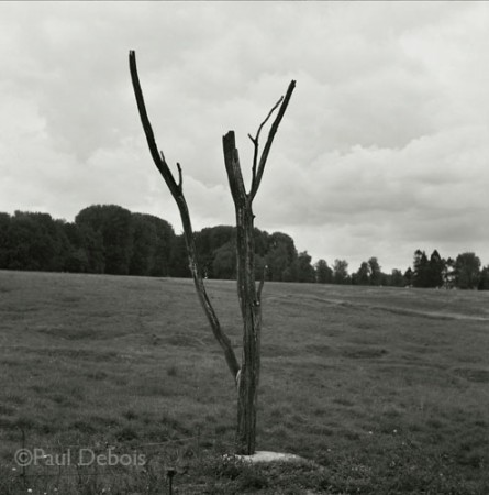 The Danger Tree, at Beaumont-Hamel Canadian memorial