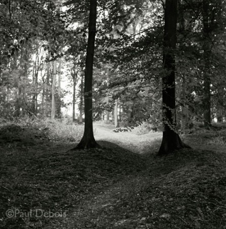 remains of trenches, Delville Wood, Somme Valley