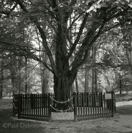 The Last Tree, Delville Wood, Somme Valley