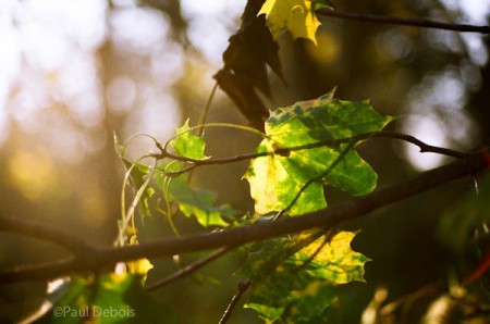 autumn colour