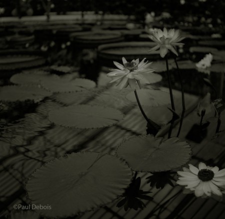 water lilies at Kew Gardens