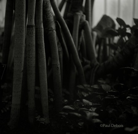 roots in glasshouse at Kew Gardens