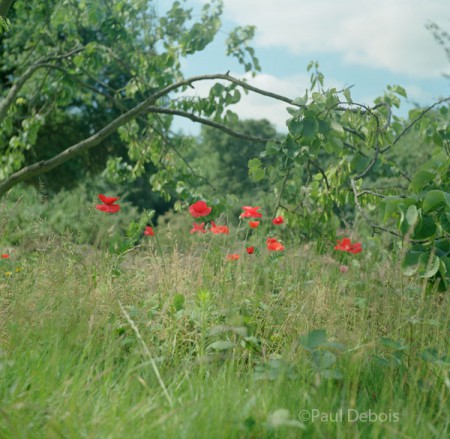 poppies in walled garden, Fulham Palace