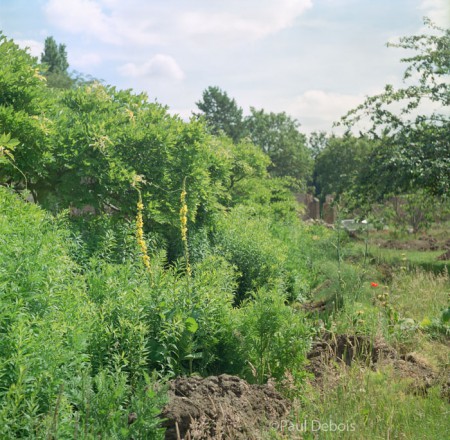 walled garden, Fulham Palace