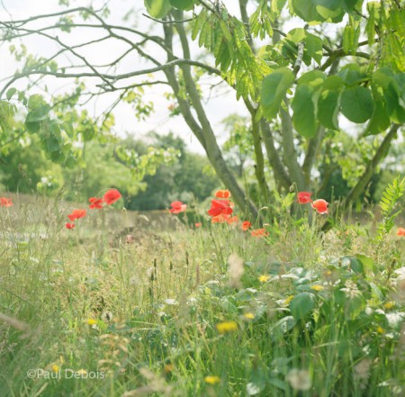 walled garden, Fulham Palace