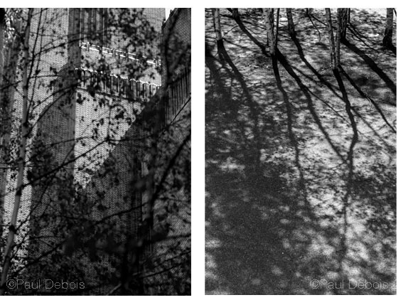 Silver Birch Trees, Tate Modern Silver Birch Trees, Tate Modern