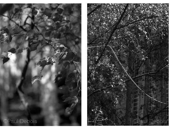 Silver Birch Trees, Tate Modern