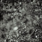 Trees, Gunnersbury Park