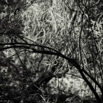 Trees, Gunnersbury Park